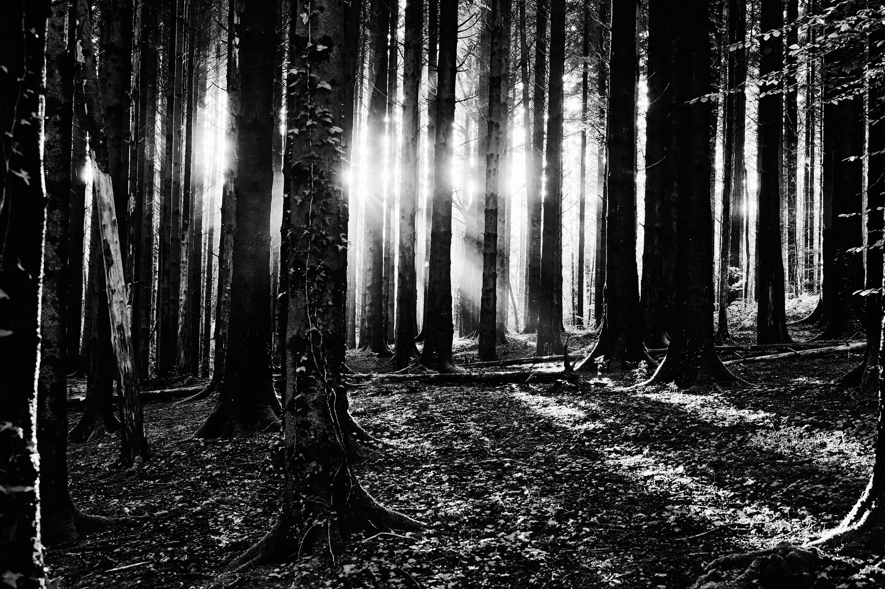 Auto-generated description: Sunlight streams through a dense forest, casting long shadows and illuminating the trees in black and white.