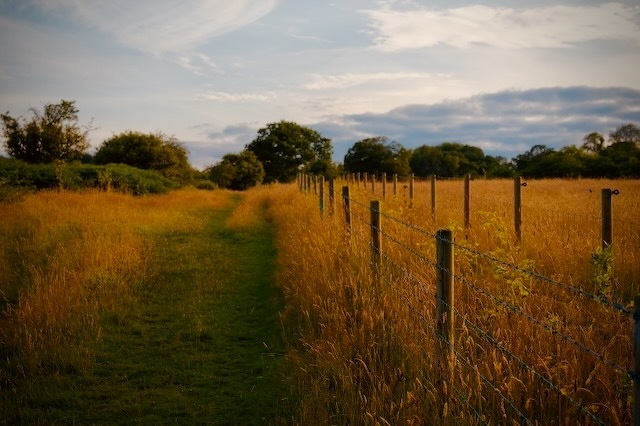A field on a sunny day